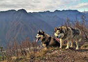 Pizzo di Spino (958 m) da casa-Zogno (300 m) ad anelo il 27 novembre 2020  - FOTOGALLERY